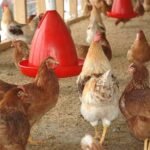 Hakbal Poultry